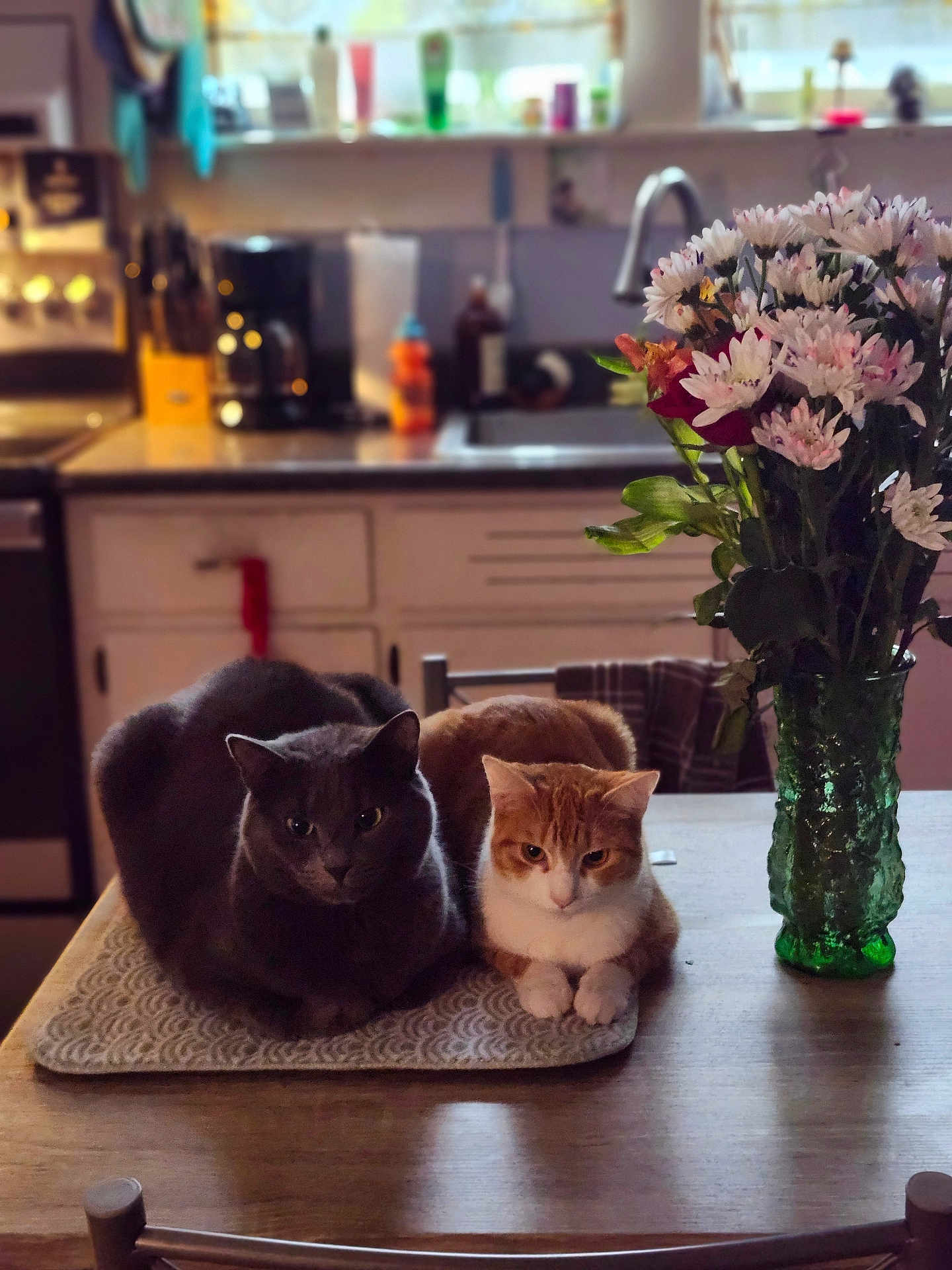 Cosmo And Jazzy joined the competition — help win amazing prizes! cat, gray_cat, orange_cat, table, kitchen, flowers, vase, mat, indoor, pets, feline, domestic_animals, relaxing, cozy, still_life, wooden_table, houseplants, natural_light, home, decor