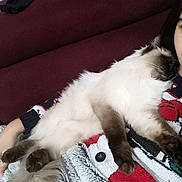 Symba participe au concours pour gagner de l'argent avec cette photo : cat, fluffy, relaxing, person, sweater, couch, indoor, resting, cozy, pet, animal, feline, paws, fur, face, comfort, home, blanket, tail, closeup