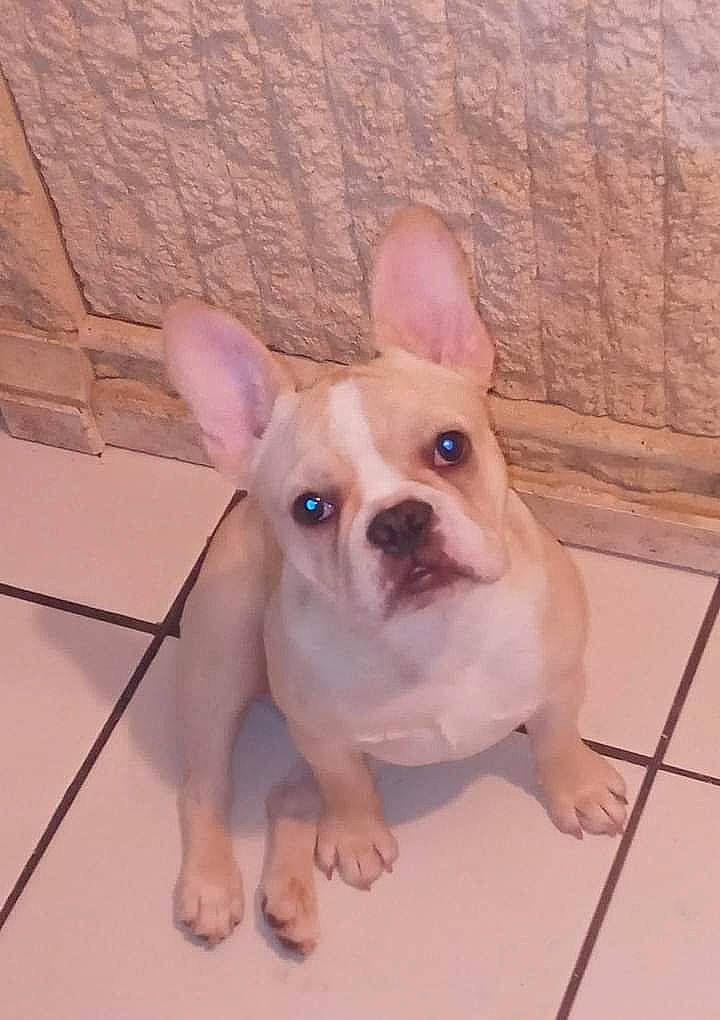 Hennessy joined the competition — help win amazing prizes! bulldog, canidae, carnivore, companion_dog, dog, dog_breed, ear, eye, fawn, flooring, head, non_sporting_group, pink, snout, sporting_group, terrestrial_animal, toy_dog, whiskers, working_animal