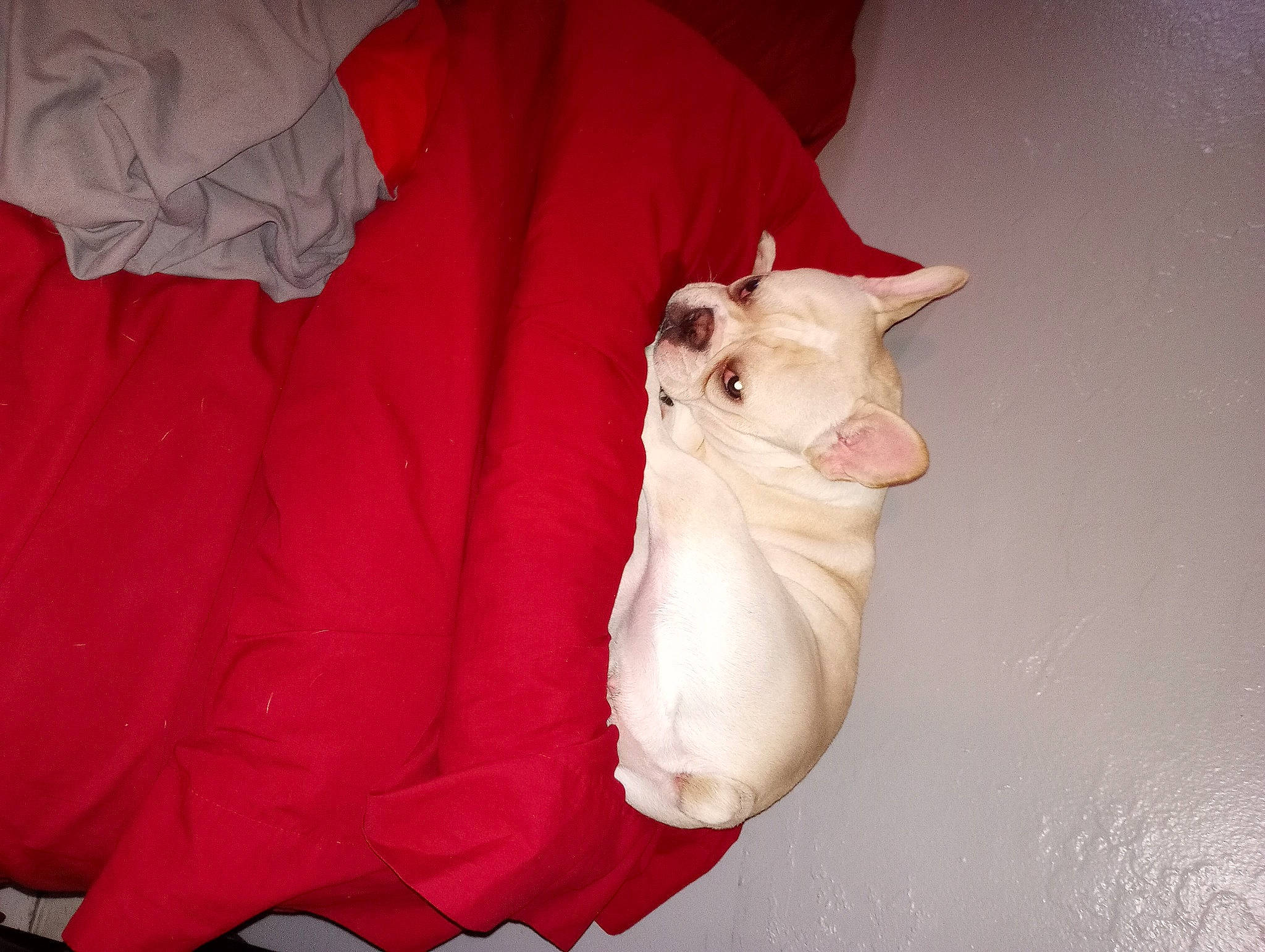 Hennessy joined the competition — help win amazing prizes! canidae, carmine, carnivore, cat, coquelicot, curtain, fawn, felidae, fur, linens, paw, peach, sleeve, small_to_medium_sized_cats, snout, tail, whiskers