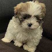 Max is registered to the contest to win money with this photo: adorable, animal, brown, companion, couch, cream, curly_fur, cute, dog, domestic_animal, face, fluffy, fur, furry, indoors, pet, puppy, sitting, small, young