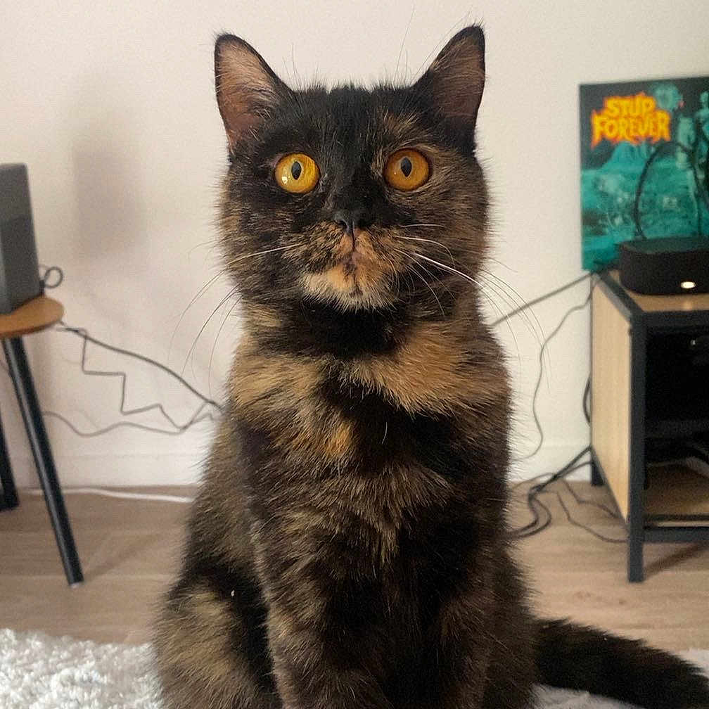 Ruby participe au concours pour gagner de l'argent avec cette photo : alert, animal, carpet, cat, cozy, curious, cute, feline, floor, fur, home, indoor, orange_eyes, pet, sitting, speaker, table, tail, tortoiseshell, whiskers