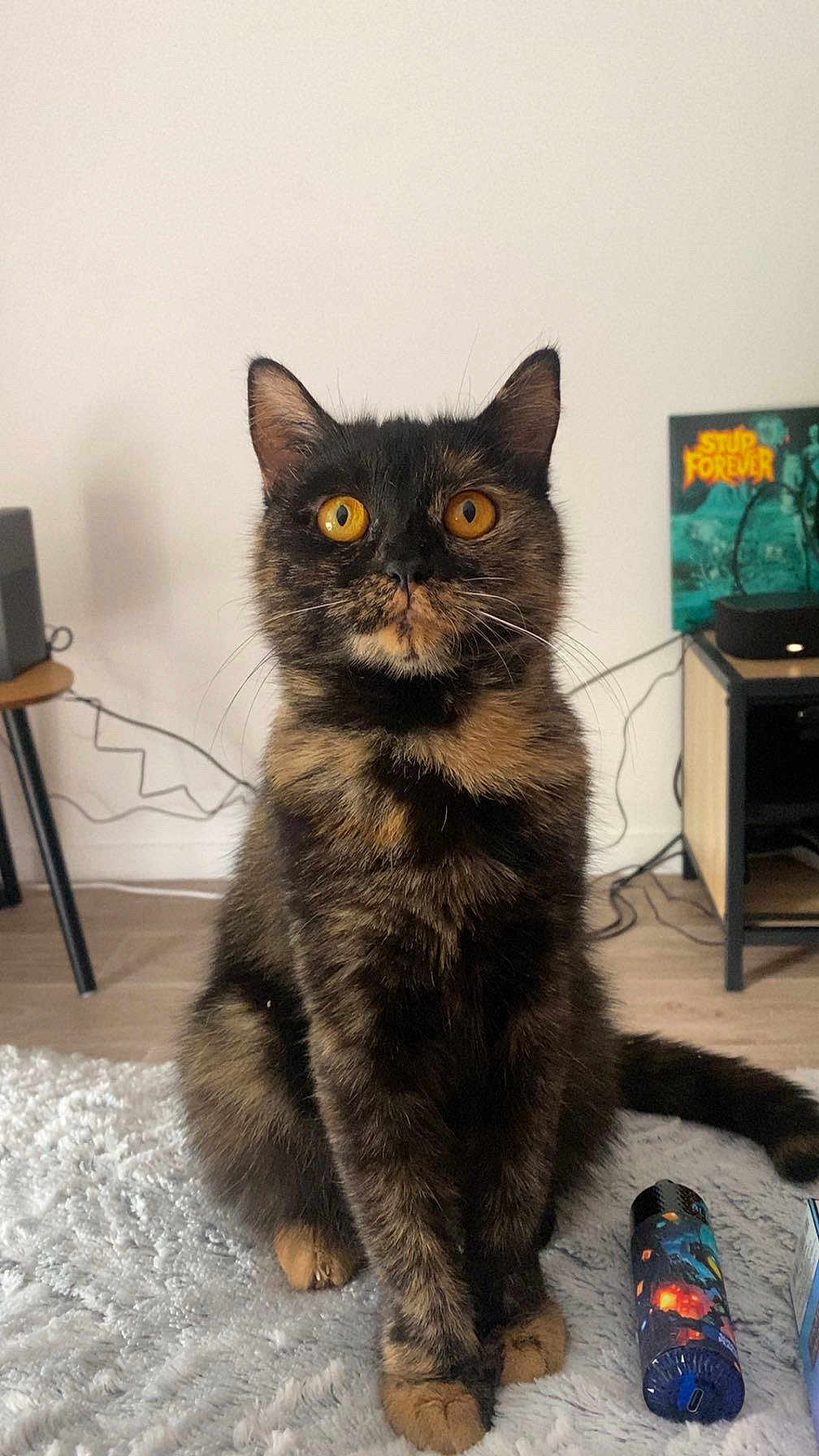 Ruby participe au concours pour gagner de l'argent avec cette photo : cat, tortoiseshell, pet, animal, feline, indoor, floor, table, speaker, curious, sitting, orange_eyes, fur, whiskers, tail, cozy, carpet, home, cute, alert