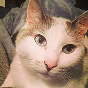 Bijou a rejoint le concours — aidez-le/la à gagner de superbes lots ! abyssinian, angora, animal, blanket, cat, couch, furniture, indoors, kitten, manx, person, pet, quilt, siamese, sleeping, white