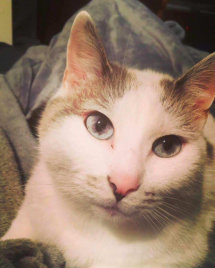 Bijou