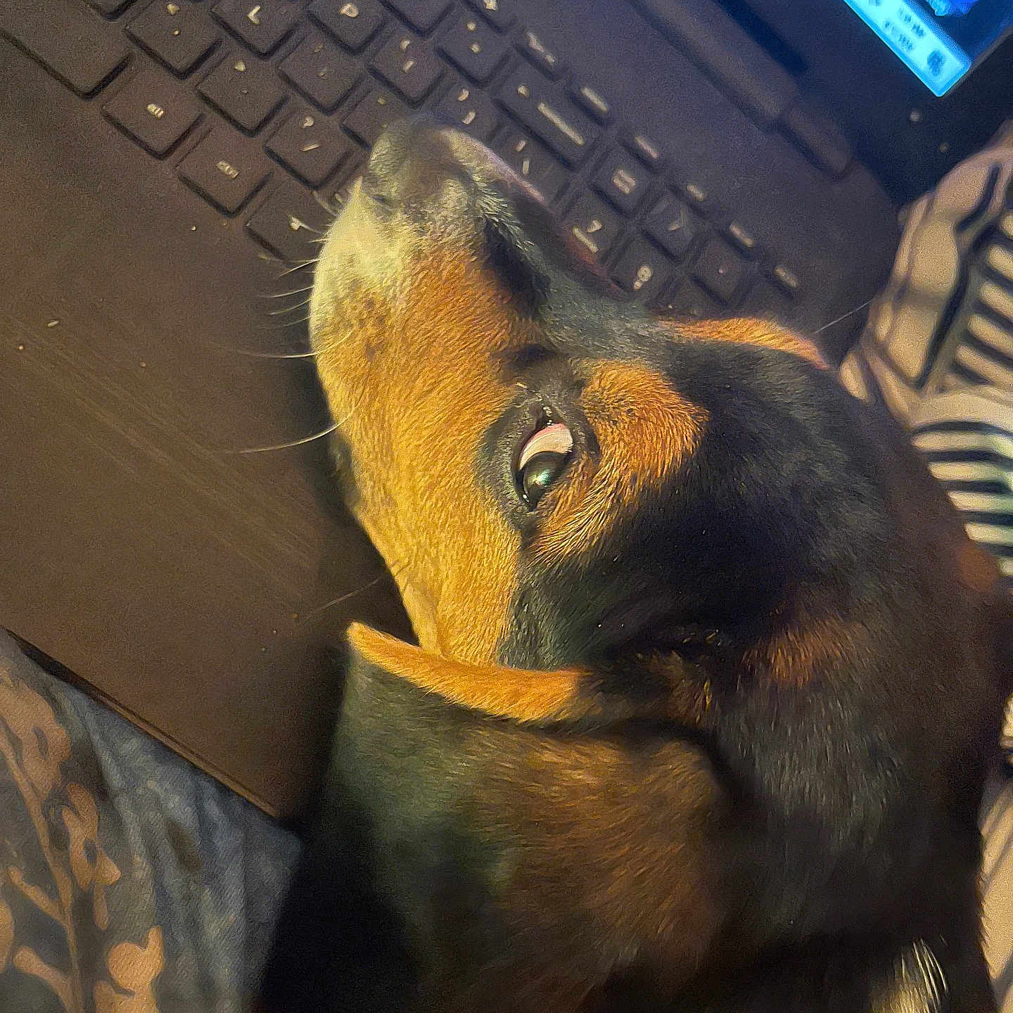 Buckley