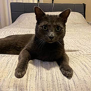 Dusk joined the competition — help win amazing prizes! cat, gray_cat, bed, indoor, pet, feline, animal, whiskers, curious, relaxed, fur, eyes, ears, paws, bedroom, blanket, home, comfort, resting, domestic