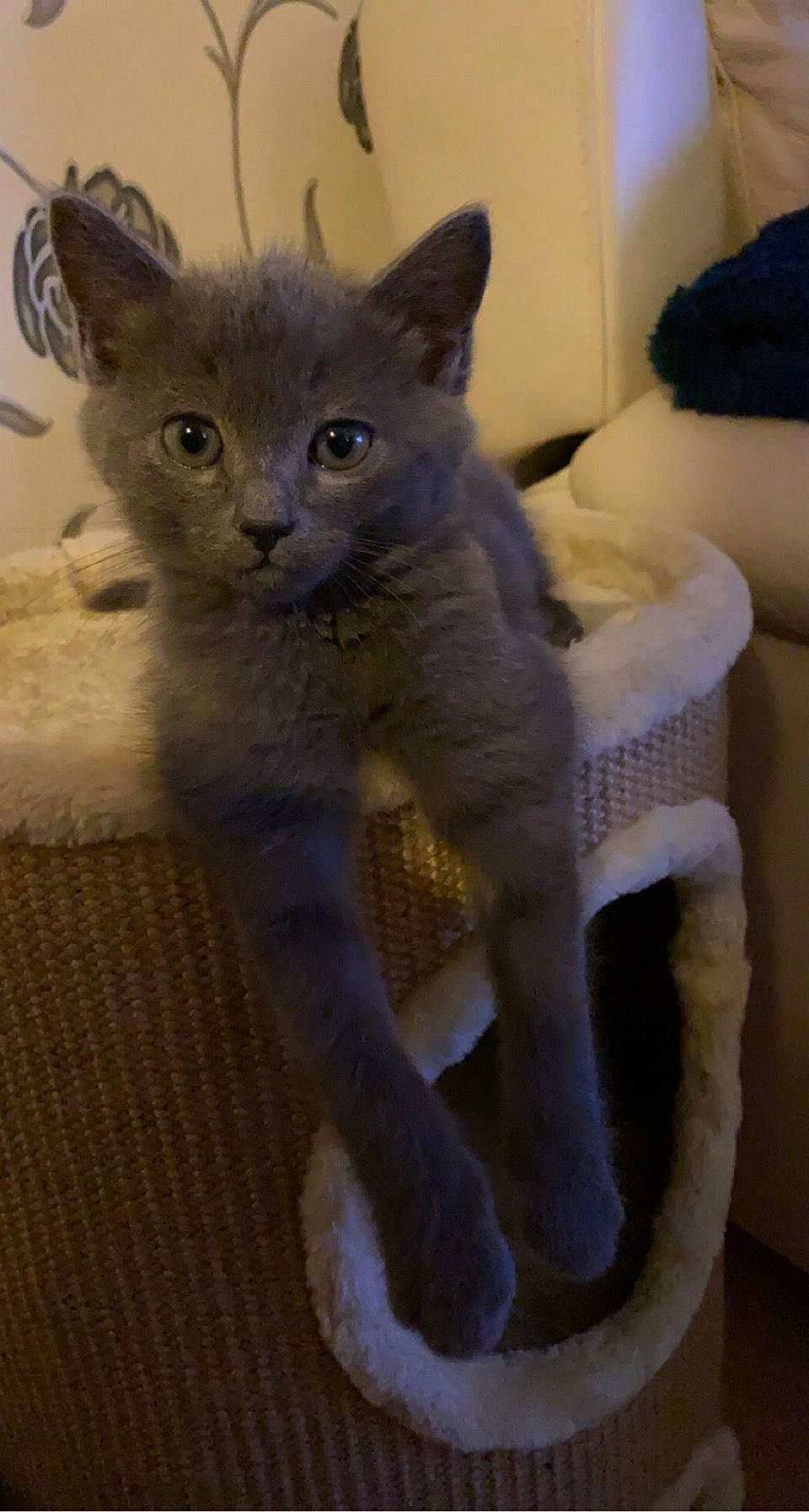 Dexter is registered to the contest to win money with this photo: carnivore, cat, claw, comfort, fawn, felidae, fur, russian_blue, small_to_medium_sized_cats, snout, tail, terrestrial_animal, whiskers, window