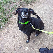 Moogli a rejoint le concours — aidez-le/la à gagner de superbes lots ! dog, black_dog, sitting, smiling, happy, outdoor, woodland, path, grass, dirt, leash, collar, green_collar, pet, animal, portrait, full_body, floppy_ears, open_mouth, human_shoe