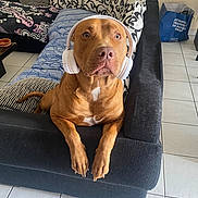 Uzzy participe au concours pour gagner de l'argent avec cette photo : dog, brown_dog, headphones, couch, black_couch, patterned_cushions, indoor, tile_floor, pet, animal, ears, paws, looking_up, relaxed, home, living_room, fur, cute, companion, resting