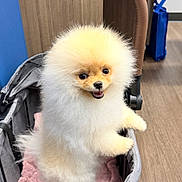 Olaf joined the competition — help win amazing prizes! dog, pomeranian, puppy, fluffy, pet_stroller, pink_blanket, gray_stroller, happy, cute, indoor, wooden_floor, blue_bag, small_dog, pet, animal, fur, face, standing, looking, adorable