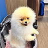 dog, pomeranian, puppy, fluffy, pet_stroller, pink_blanket, gray_stroller, happy, cute, indoor, wooden_floor, blue_bag, small_dog, pet, animal, fur, face, standing, looking, adorable