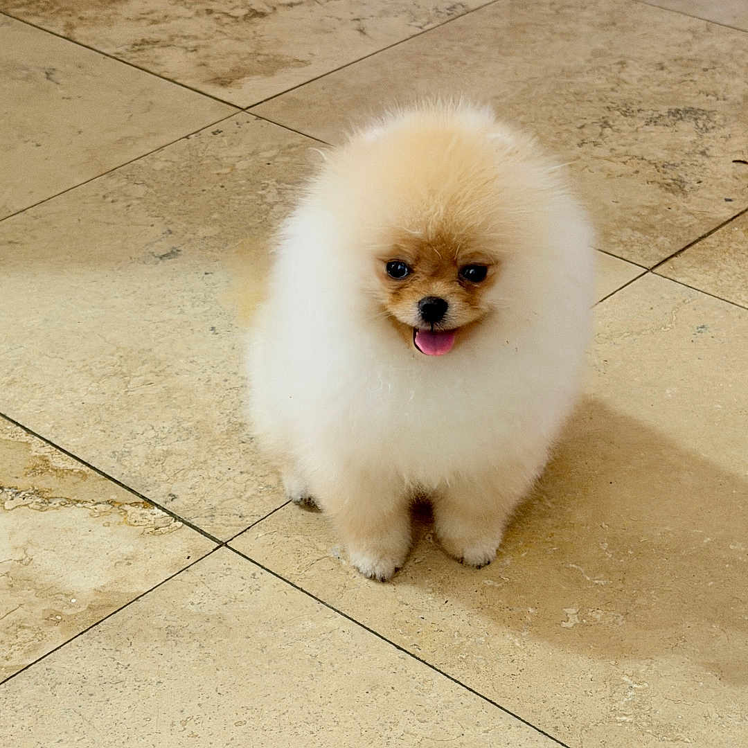Olaf joined the competition — help win amazing prizes! puppy, dog, pomeranian, fluffy, small_dog, pet, animal, cute, indoor, floor, tile, tongue_out, adorable, young_dog, canine, companion, fur, sitting, domestic_animal, friendly