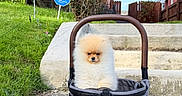 Olaf is registered to the contest to win money with this photo: puppy, dog, pomeranian, basket, sidewalk, steps, grass, flower_bush, pink_flowers, greenery, outdoor, sunny_day, blue_sky, pet, cute, small_dog, fluffy, leash, residential_area, garden