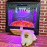 Olaf joined the competition — help win amazing prizes! puppy, dog, pomeranian, fluffy, fireplace, brick_wall, wood_floor, indoor, pet, cozy, glowing, purple_light, orange_flames, relaxed, small_dog, home, decor, animal, cute, lying_down