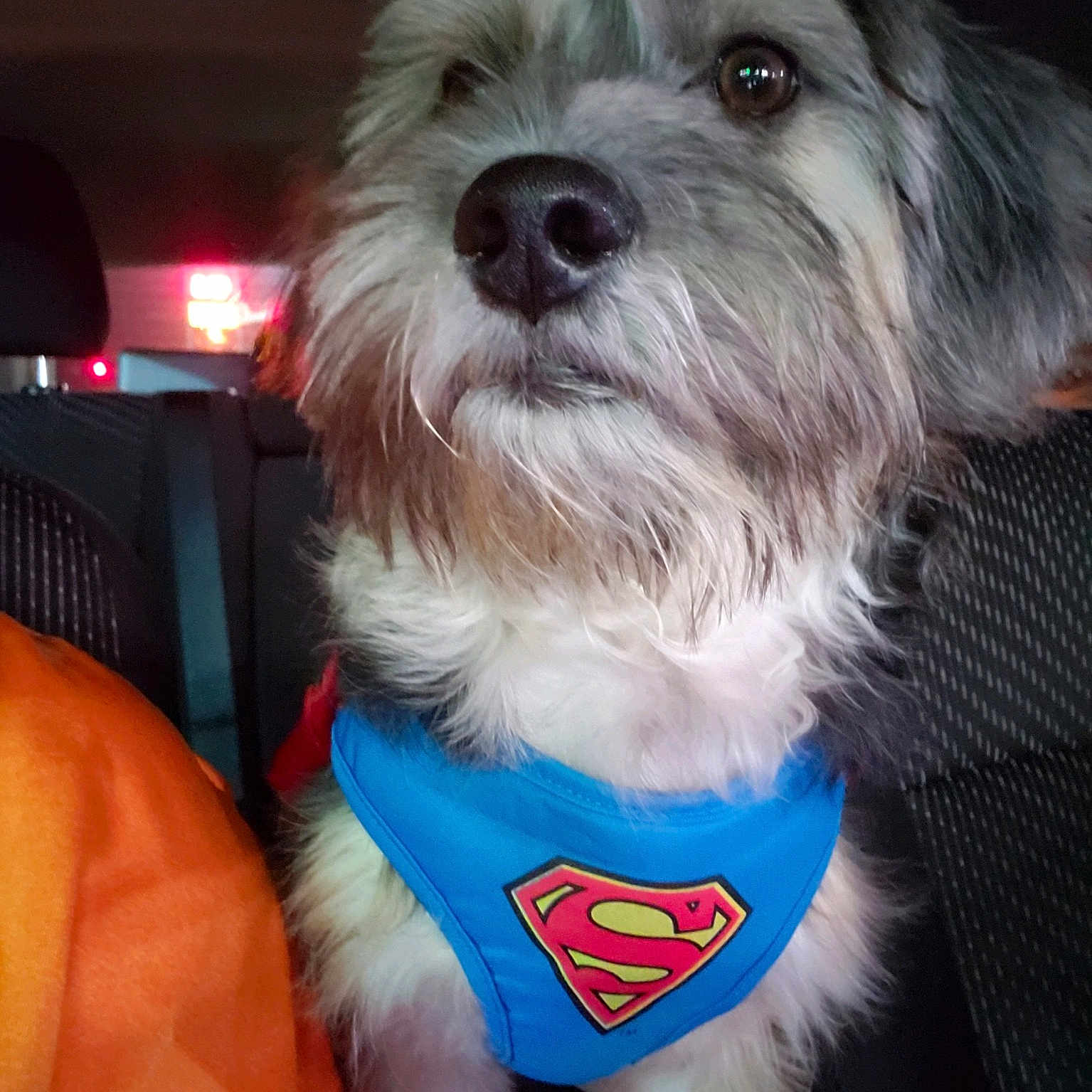 Max is registered to the contest to win money with this photo: canidae, carnivore, companion_dog, dog, dog_breed, dog_clothes, kyi_leo, mammal, miniature_schnauzer, morkie, puppy, rare_breed_dog, schnoodle, shih_tzu, snout, sporting_lucas_terrier, terrier, toy_dog, vertebrate, west_highland_white_terrier