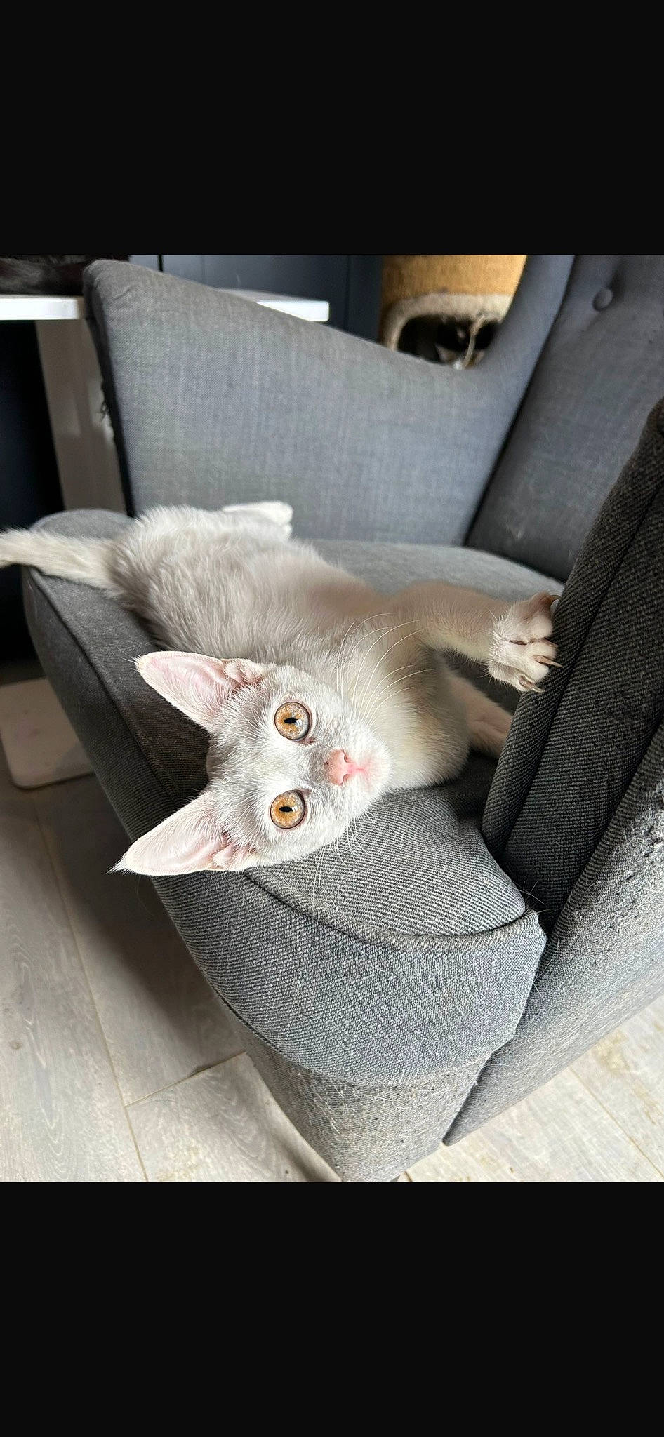 Cotton is registered to the contest to win money with this photo: automotive_wheel_system, carnivore, cat, comfort, couch, domestic_short_haired_cat, eye, fawn, felidae, fur, grey, head, paw, small_to_medium_sized_cats, snout, tail, vehicle, wheel, whiskers, window