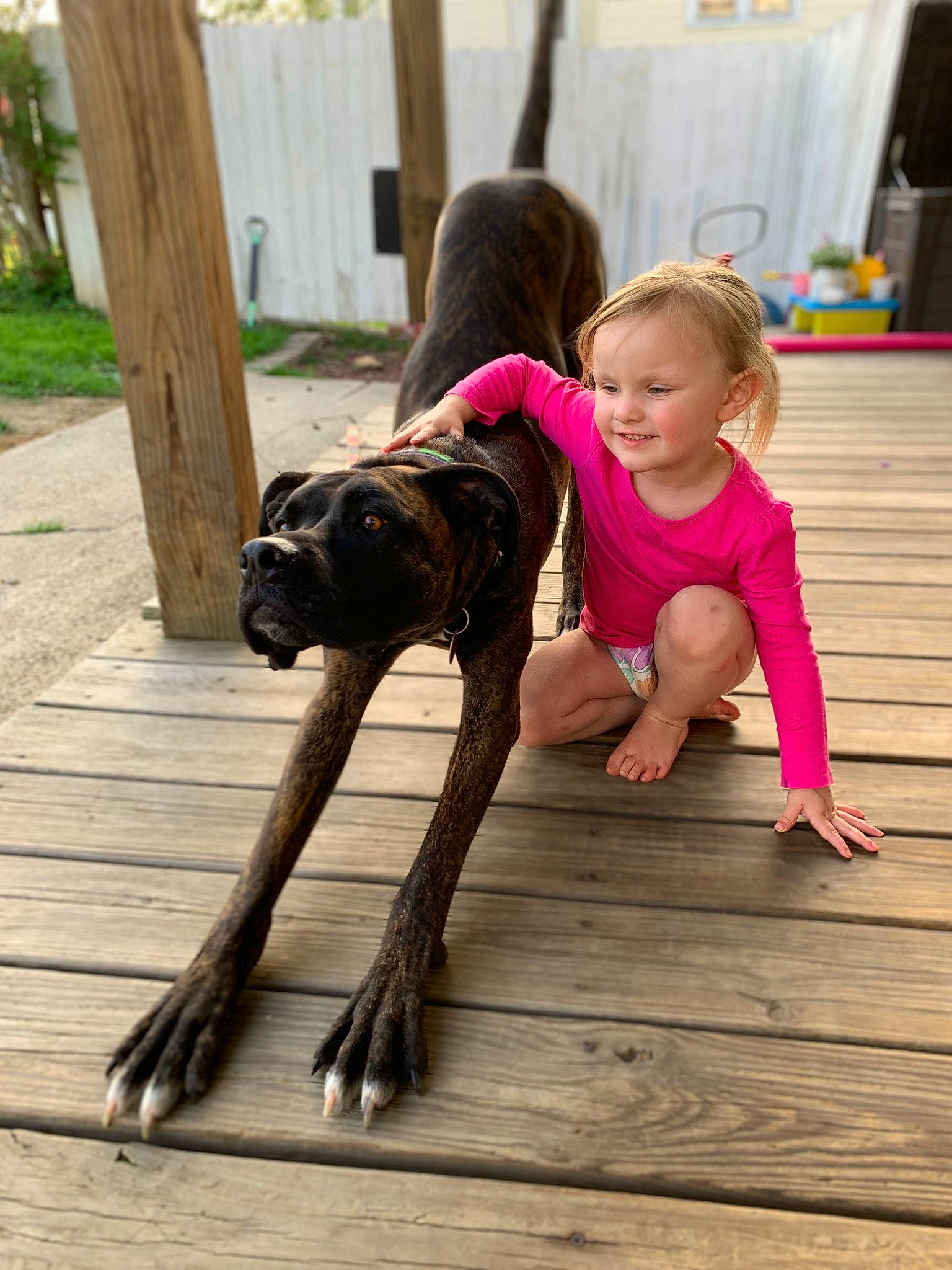 Zippy joined the competition — help win amazing prizes! baby_toddler_clothing, camera_lens, carnivore, companion_dog, dog, dog_breed, fawn, floor, flooring, happy, hardwood, leg, leisure, mammal, plant, toddler, tree, vertebrate, wood, working_animal