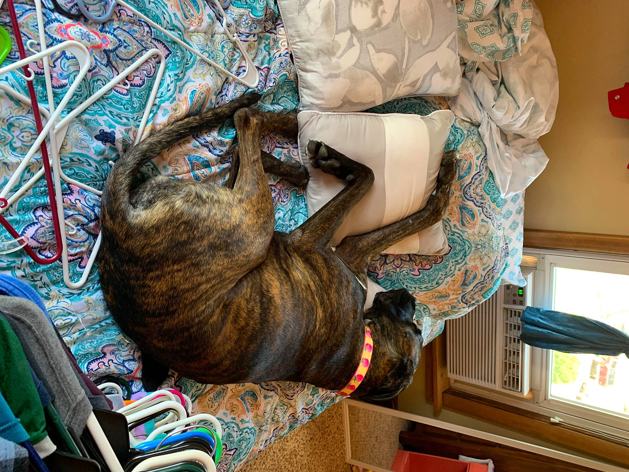 Zippy is registered to the contest to win money with this photo: art, canidae, carnivore, cat, comfort, dog_breed, domestic_short_haired_cat, fawn, felidae, fur, headgear, pattern, shelf, small_to_medium_sized_cats, tail, visual_arts, whiskers, wood, wool, working_animal