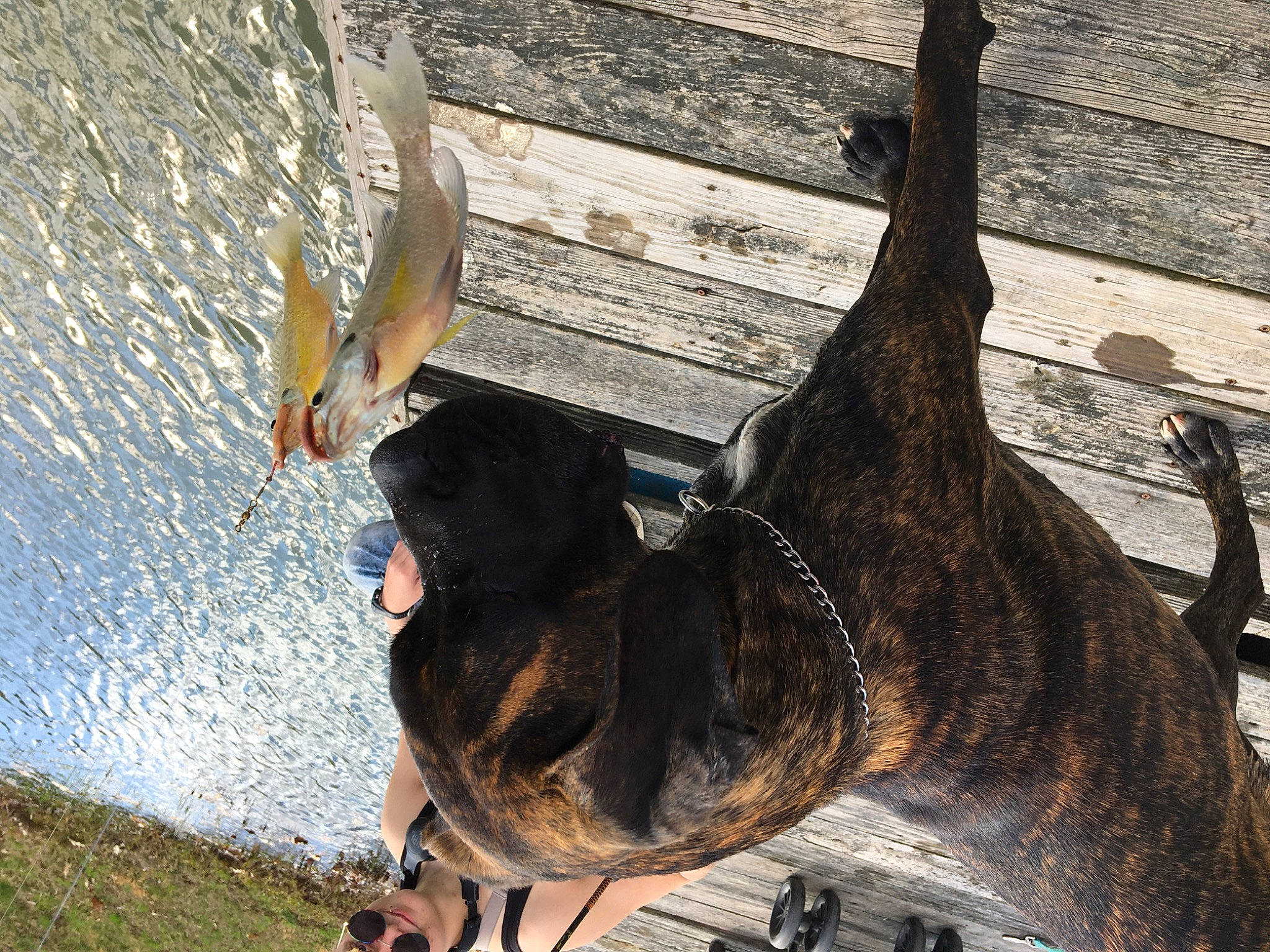 Zippy joined the competition — help win amazing prizes! canidae, carnivore, dog, dog_breed, fawn, guard_dog, leash, pack_animal, photograph, plant, recreation, shadow, snout, sporting_group, sunglasses, tail, tree, wildlife, wood, working_animal