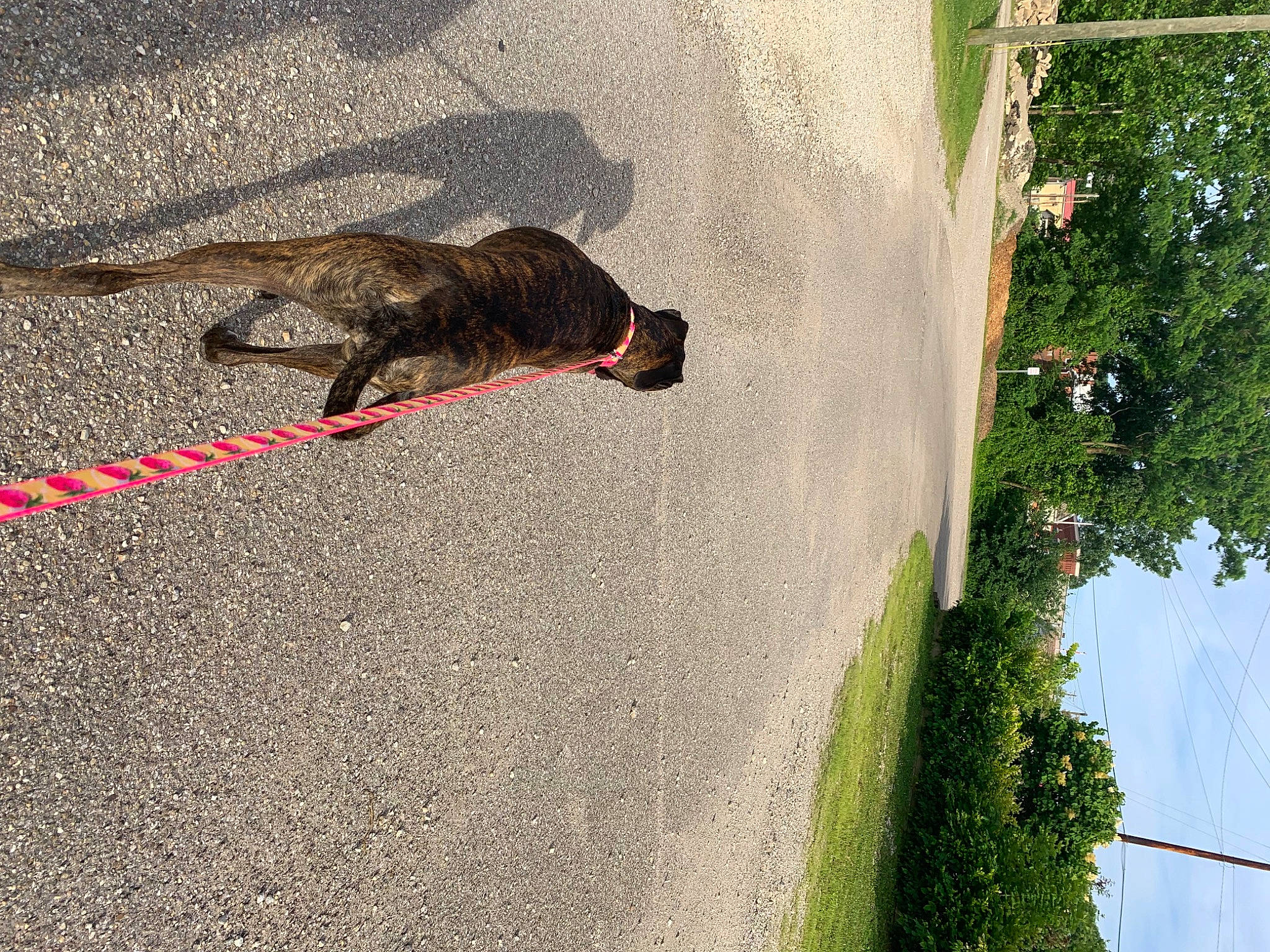 Zippy is registered to the contest to win money with this photo: asphalt, carnivore, dog, grass, leash, line, organism, plant, road_surface, shadow, sky, slope, soil, sporting_group, tail, terrestrial_animal, tints_and_shades, tree, vertebrate, water