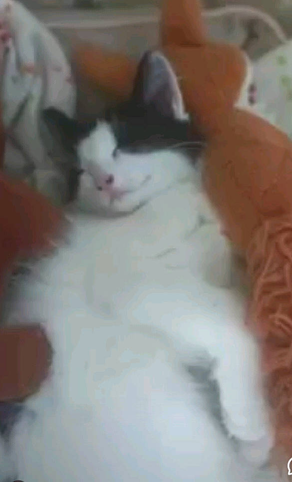 Milla participe au concours pour gagner de l'argent avec cette photo : carnivore, cat, comfort, domestic_short_haired_cat, eye, felidae, flooring, fur, hair, head, paw, small_to_medium_sized_cats, snout, tail, terrestrial_animal, whiskers