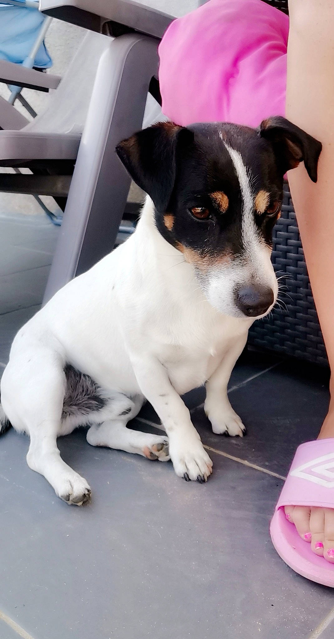 Junky a rejoint le concours — aidez-le/la à gagner de superbes lots ! canidae, carnivore, collar, companion_dog, dog, dog_breed, drinkware, foot, fur, irishjacks, puppy, small_terrier, sporting_group, terrestrial_animal, terrier, whiskers, white, working_animal