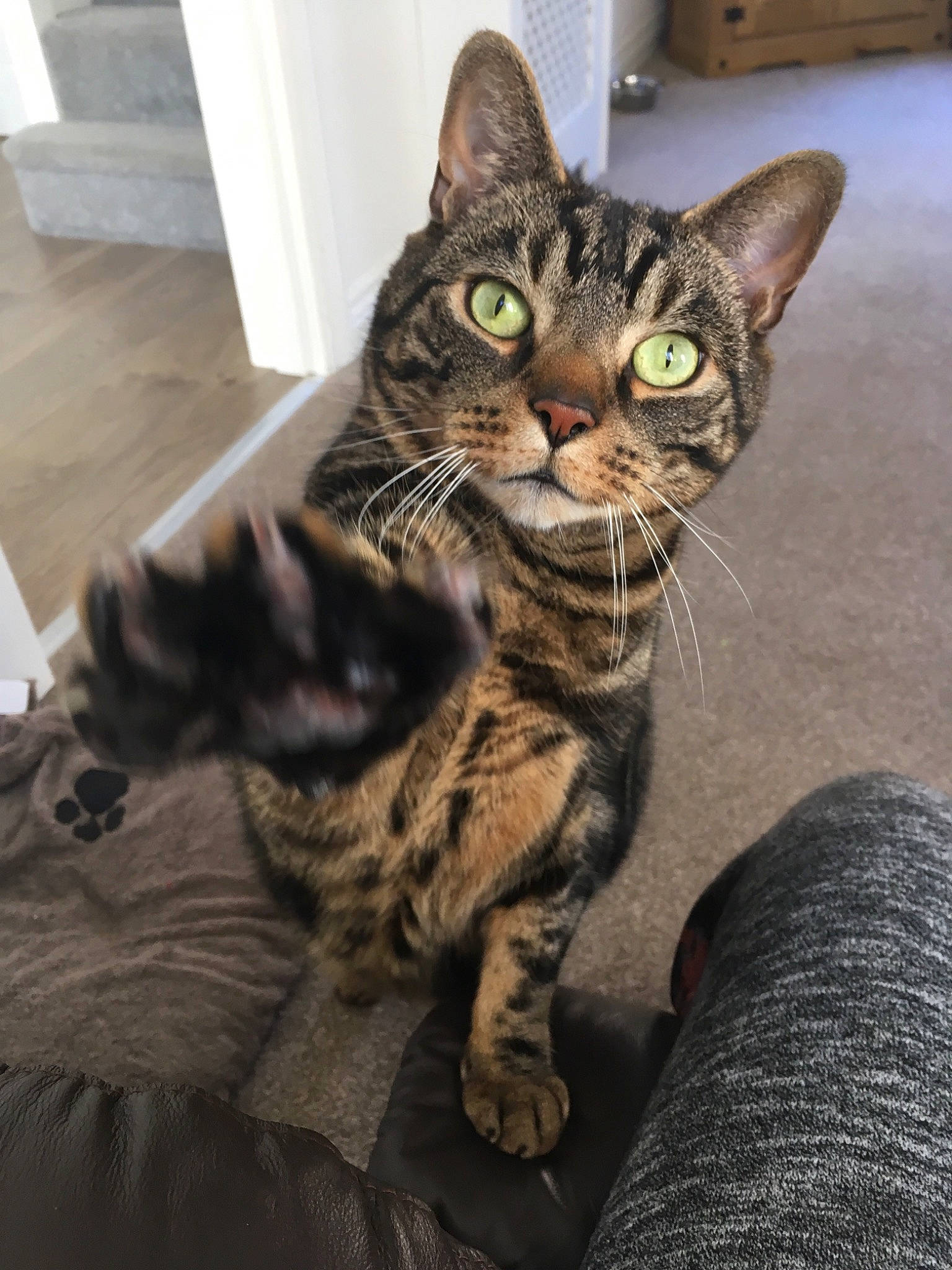 Howie is registered to the contest to win money with this photo: american_shorthair, american_wirehair, arabian_mau, asian, bengal, california_spangled, carnivore, cat, domestic_short_haired_cat, dragon_li, egyptian_mau, european_shorthair, felidae, mammal, small_to_medium_sized_cats, sokoke, tabby_cat, toyger, vertebrate, whiskers