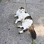 Green Eyes joined the competition — help win amazing prizes! cat, animal, outdoor, sidewalk, concrete, leaf, green_pod, sunlight, relaxed, fluffy, white, brown, pet, mammal, nature, grass, resting, feline, daytime, casual