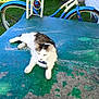 cat, outdoor, table, green, weathered, bicycle, blue, white, grass, wall, pet, feline, relaxing, sunlight, rustic, animal, fur, collar, leisure, daytime