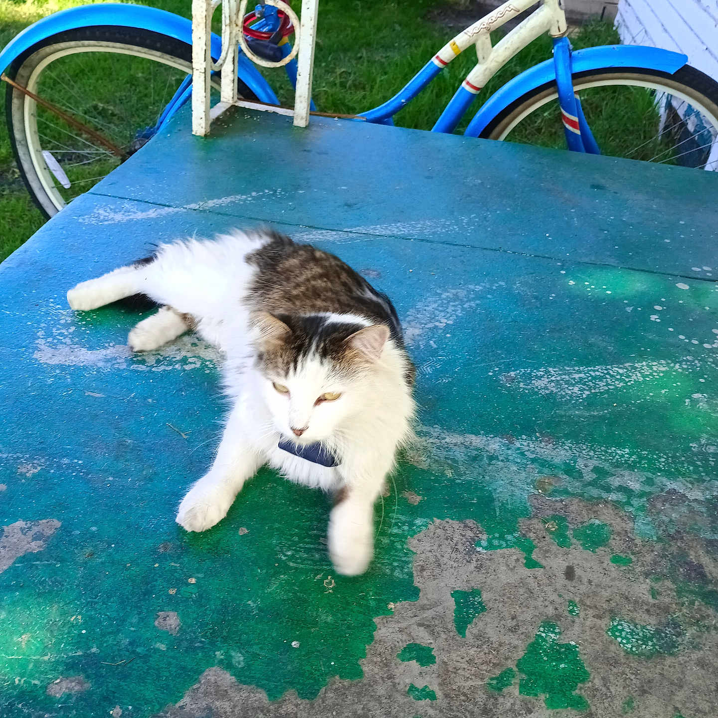 Green Eyes joined the competition — help win amazing prizes! animal, bicycle, blue, cat, collar, daytime, feline, fur, grass, green, leisure, outdoor, pet, relaxing, rustic, sunlight, table, wall, weathered, white