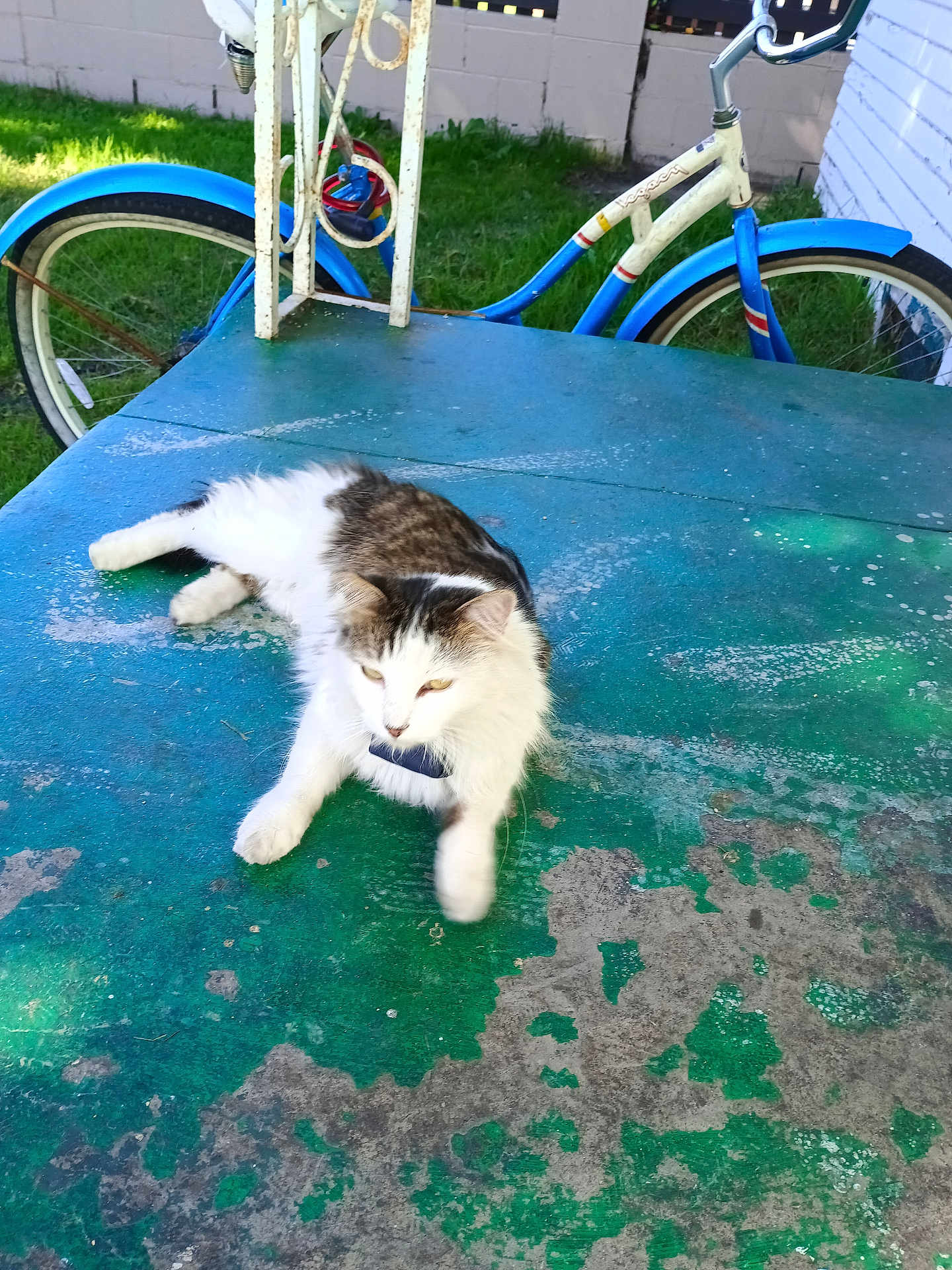 Green Eyes joined the competition — help win amazing prizes! cat, outdoor, table, green, weathered, bicycle, blue, white, grass, wall, pet, feline, relaxing, sunlight, rustic, animal, fur, collar, leisure, daytime