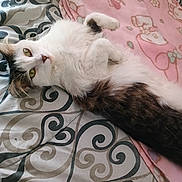 Green Eyes joined the competition — help win amazing prizes! cat, fluffy, bedspread, pink_blanket, cartoon_characters, green_eyes, lying_down, indoor, pet, feline, white_fur, brown_fur, curious, resting, soft_texture, cozy, animal, cute, domestic, relaxed