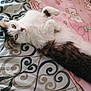 cat, fluffy, bedspread, pink_blanket, cartoon_characters, green_eyes, lying_down, indoor, pet, feline, white_fur, brown_fur, curious, resting, soft_texture, cozy, animal, cute, domestic, relaxed