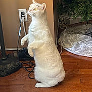 Donut is registered to the contest to win money with this photo: animal, cat, christmas_tree, cords, curious, decor, ears, feline, fur, holiday, home, indoor, lamp, pet, sitting, tree_skirt, whiskers, white_cat, wooden_floor, yellow_eyes