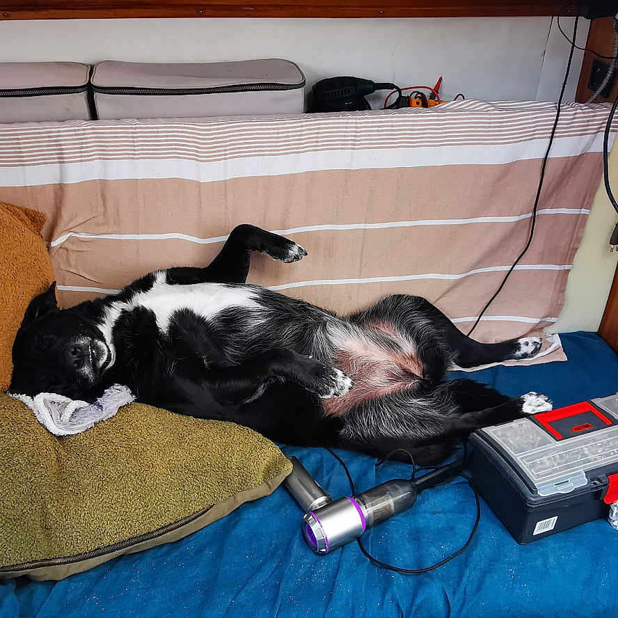 Mili participe au concours pour gagner de l'argent avec cette photo : animal, architecture, bed, box, building, canine, computer, couch, cushion, dog, electronics, furniture, homedecor, indoors, laptop, livingroom, pc, pet, room, wood