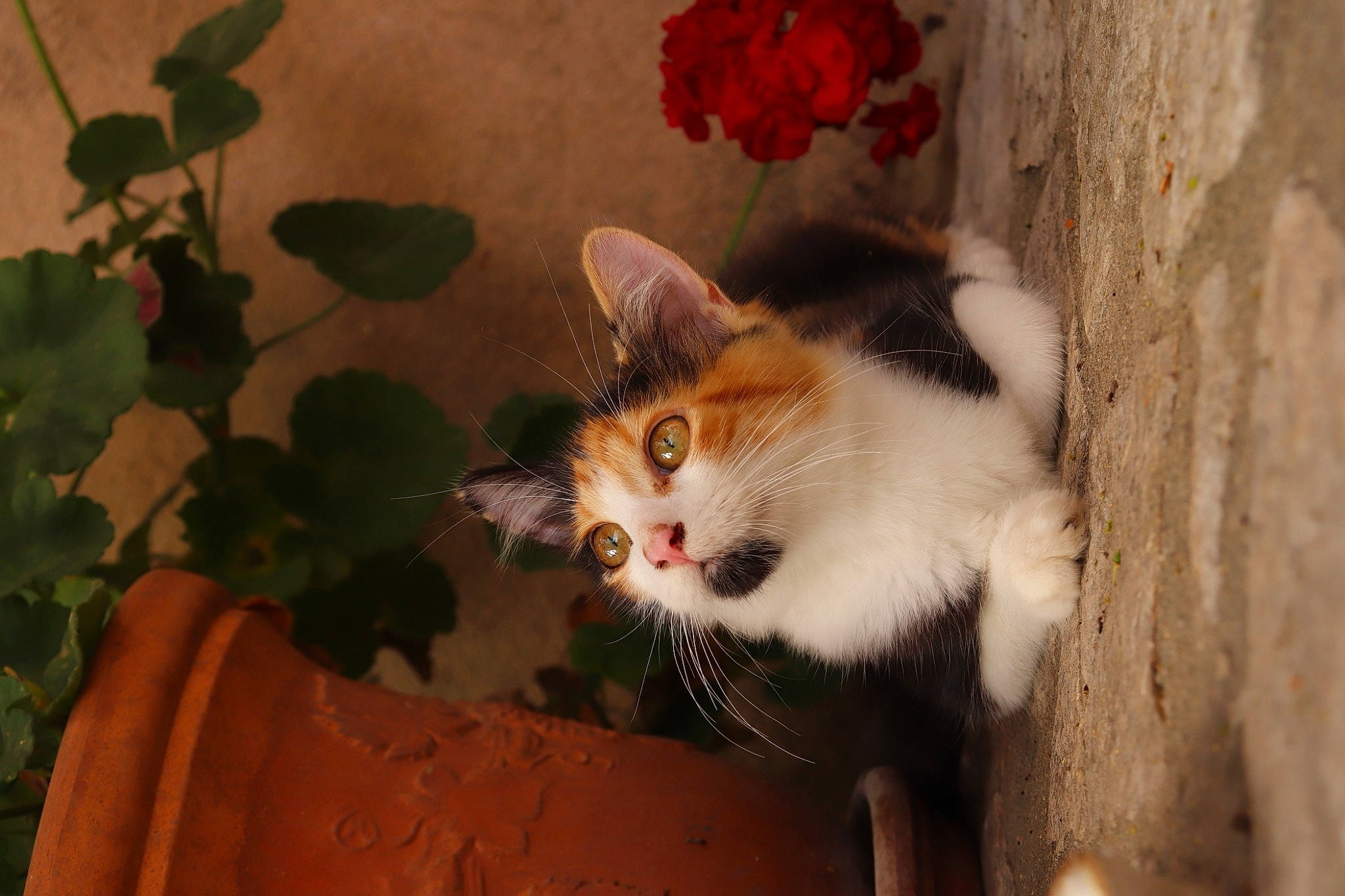 Aria a rejoint le concours — aidez-le/la à gagner de superbes lots ! art, carnivore, cat, domestic_short_haired_cat, eye, fawn, felidae, flower, fur, grass, plant, rose, sitting, small_to_medium_sized_cats, snout, tail, tree, whiskers, window, wood