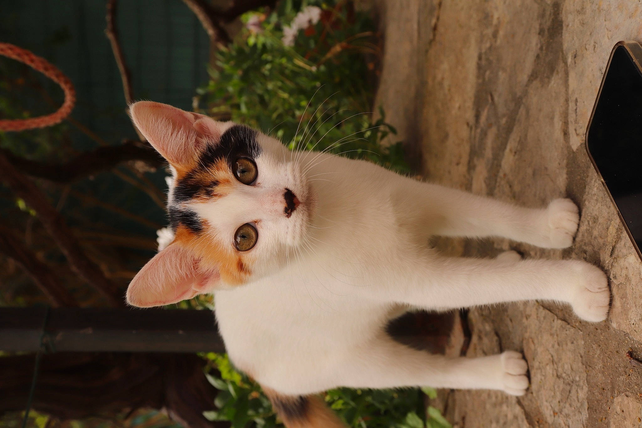 Sansa participe au concours pour gagner de l'argent avec cette photo : art, carnivore, cat, dog_breed, domestic_short_haired_cat, door, eye, fawn, felidae, fur, grass, plant, small_to_medium_sized_cats, snout, tail, terrestrial_animal, tree, whiskers, window, wood