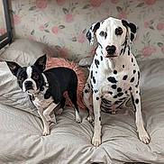 Eylah And Ace is registered to the contest to win money with this photo: animal, bed, bedding, black_and_white, boston_terrier, canine, collar, companions, cute, dalmatian, dog, ears, floral_wallpaper, fur, indoor, pet, resting, spotted, striped_bedding, two_dogs