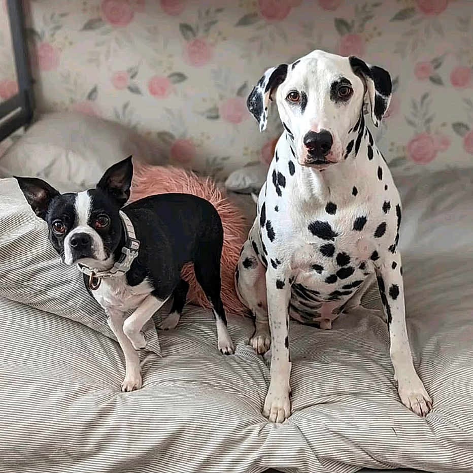 Eylah And Ace is registered to the contest to win money with this photo: animal, bed, bedding, black_and_white, boston_terrier, canine, collar, companions, cute, dalmatian, dog, ears, floral_wallpaper, fur, indoor, pet, resting, spotted, striped_bedding, two_dogs
