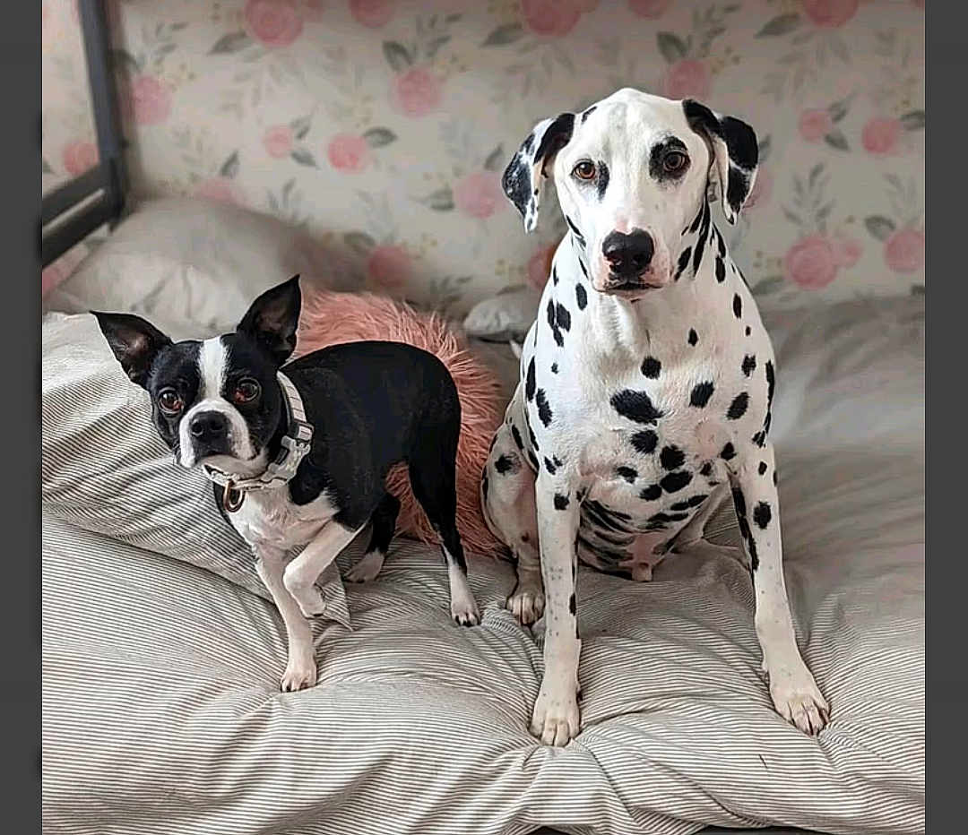 Eylah And Ace is registered to the contest to win money with this photo: animal, bed, bedding, black_and_white, boston_terrier, canine, collar, companions, cute, dalmatian, dog, ears, floral_wallpaper, fur, indoor, pet, resting, spotted, striped_bedding, two_dogs