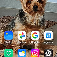 Happy a rejoint le concours — aidez-le/la à gagner de superbes lots ! dog, yorkshire_terrier, small_dog, pet, animal, portrait, sitting, indoor, carpet, floor, home, smartphone, screenshot, wallpaper, app_icons, clock, weather, photography, fur, cute