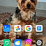 dog, yorkshire_terrier, small_dog, pet, animal, portrait, sitting, indoor, carpet, floor, home, smartphone, screenshot, wallpaper, app_icons, clock, weather, photography, fur, cute