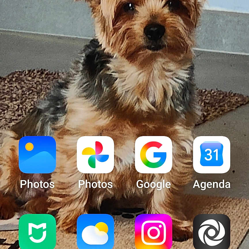 Happy a rejoint le concours — aidez-le/la à gagner de superbes lots ! dog, yorkshire_terrier, small_dog, pet, animal, portrait, sitting, indoor, carpet, floor, home, smartphone, screenshot, wallpaper, app_icons, clock, weather, photography, fur, cute