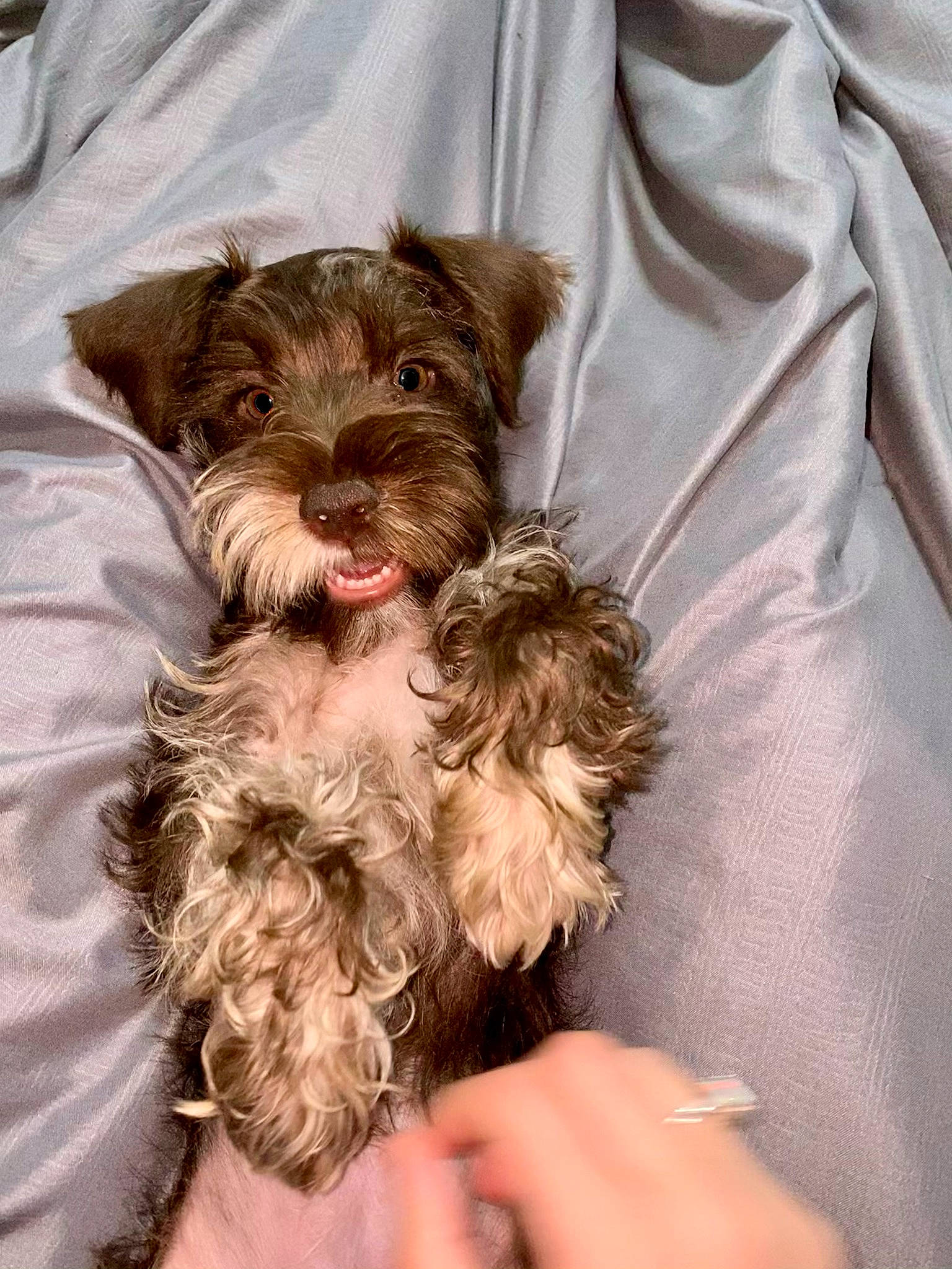 Sammi joined the competition — help win amazing prizes! canidae, carnivore, comfort, companion_dog, dog, dog_breed, dog_collar, dog_supply, fur, liver, poodle_crossbreed, puppy_love, sleeve, small_terrier, snout, sporting_group, terrier, toy_dog, working_animal, yorkipoo