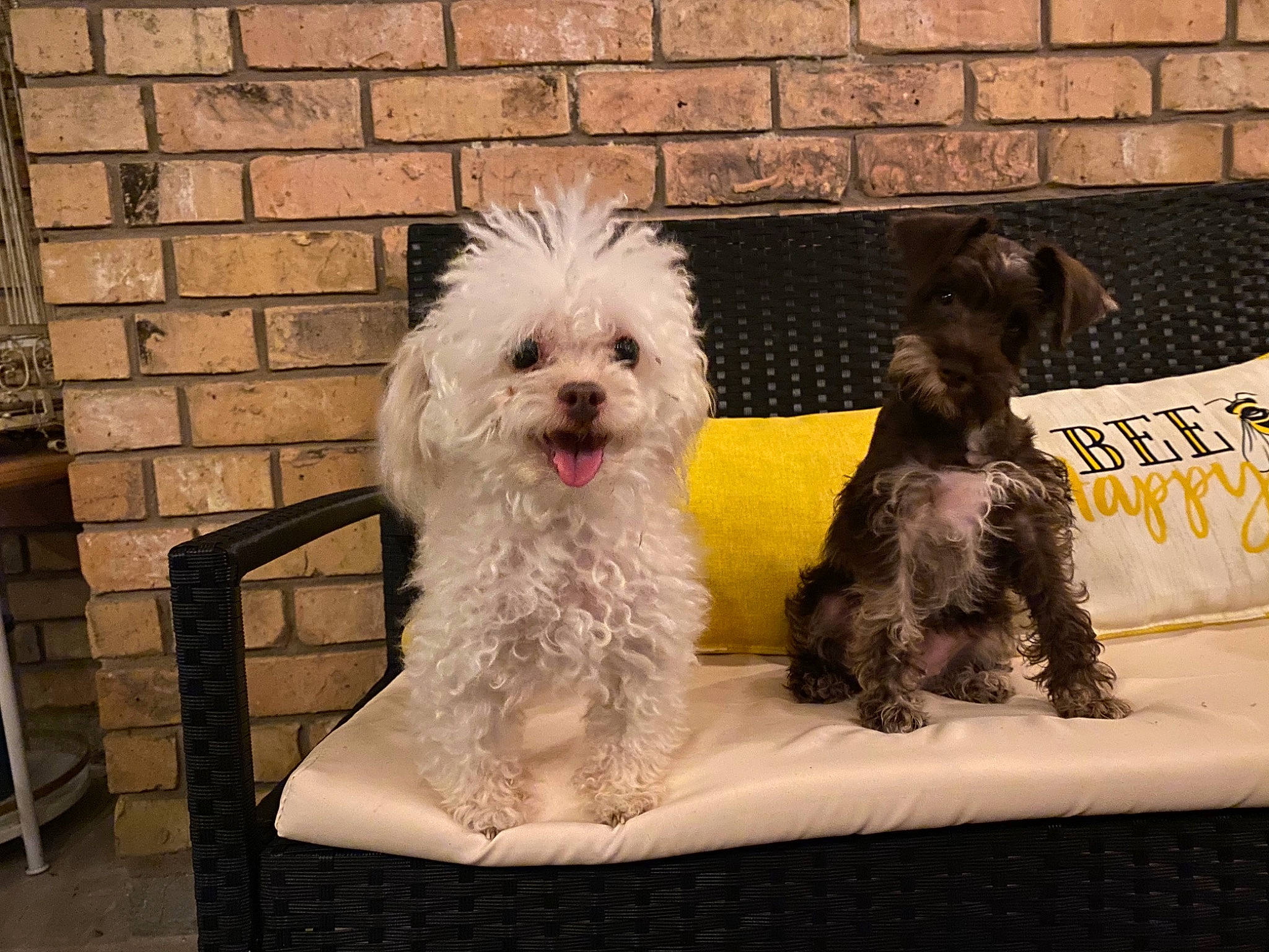 Sammi is registered to the contest to win money with this photo: canidae, carnivore, chair, companion_dog, dog, dog_breed, dog_collar, dog_supply, fur, maltepoo, non_sporting_group, poodle, poodle_crossbreed, small_terrier, sporting_group, terrier, toy_dog, water_dog, working_animal, yorkipoo