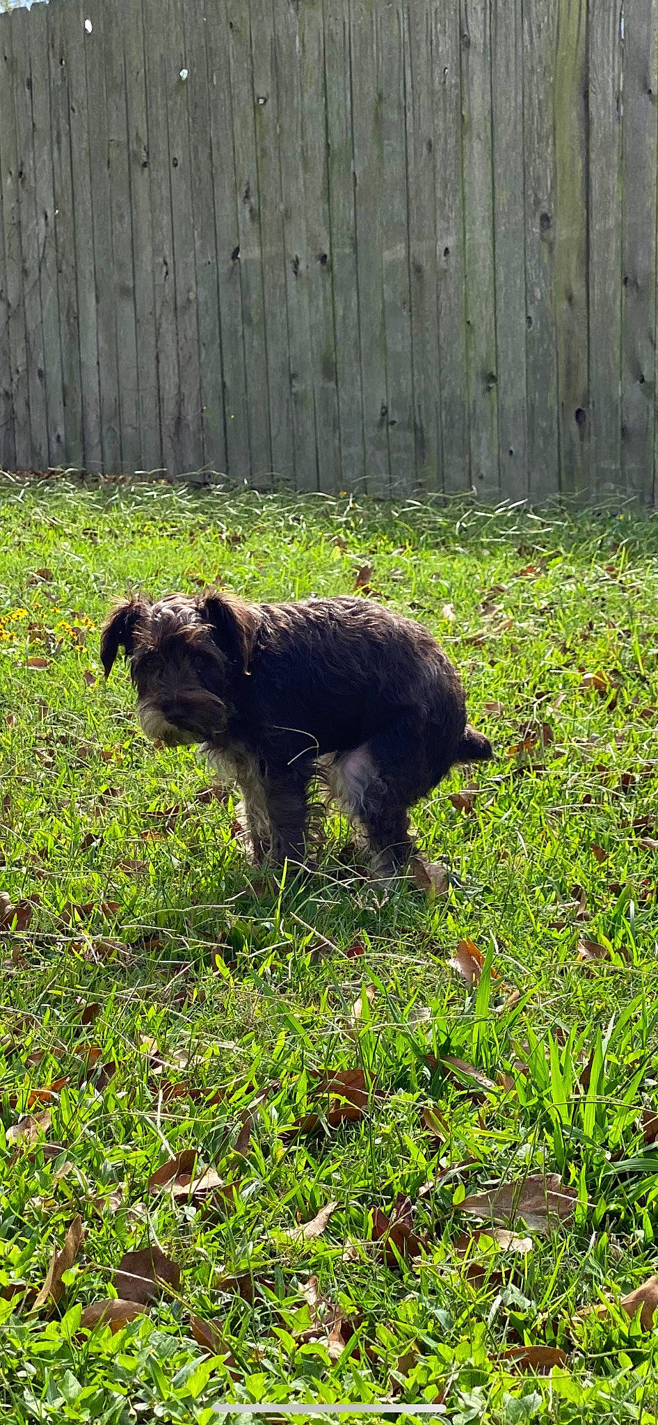 Sammi joined the competition — help win amazing prizes! canidae, carnivore, companion_dog, dog, dog_breed, fence, fur, grass, grassland, groundcover, home_fencing, plant, snout, sporting_group, tail, terrestrial_animal, water_dog, working_animal, working_dog