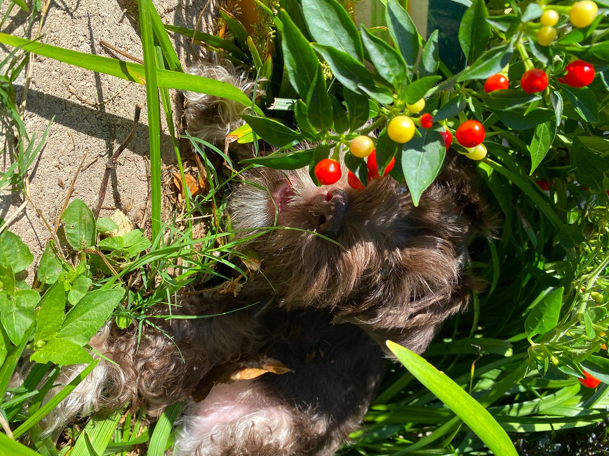 Sammi is registered to the contest to win money with this photo: berry, botany, bush_tomato, citrus, cranberry, flowering_plant, food, fruit, fruit_tree, grass, groundcover, herb, natural_foods, nightshade_family, plant, produce, rangpur, terrestrial_animal, terrestrial_plant, tree