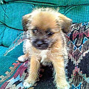 Zoey is registered to the contest to win money with this photo: animal, black_fur, blanket, brown_fur, couch, cozy, curious, cute, dog, fur, furniture, home, indoor, patterned_blanket, pet, puppy, small_dog, texture, white_paws, young_dog