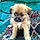Zoey